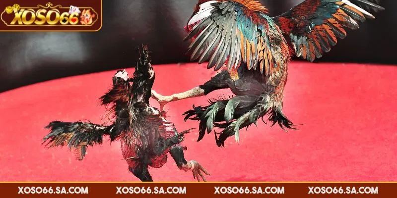 Đá gà trực tiếp XOSO66 được phát sóng chất lượng cao