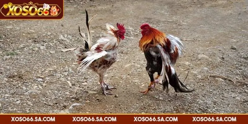 Kèo Meron trả thưởng tuỳ vào độ chênh lệch của hai bên