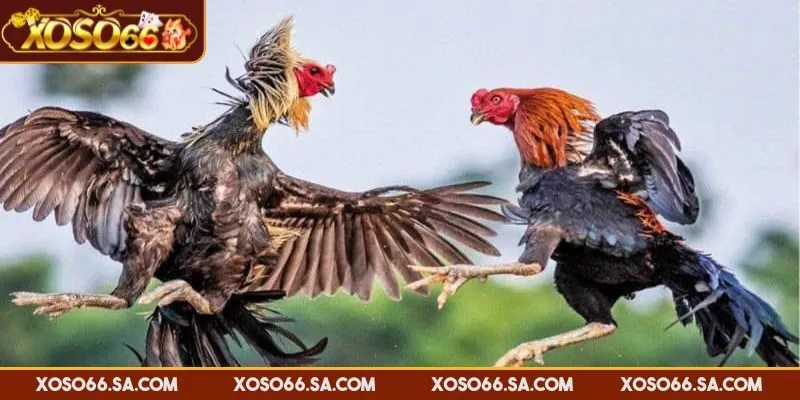 Sân chơi đá gà tối ưu tốc độ và phát sóng chất lượng