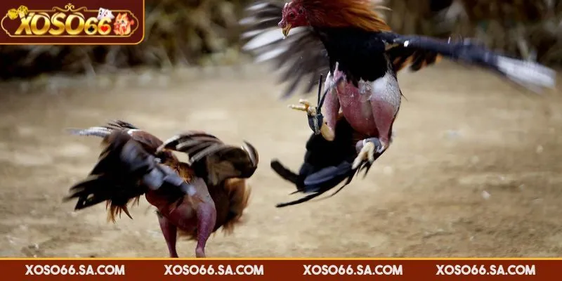 Bảng lịch phát sóng chọi gà được cập nhật liên tục