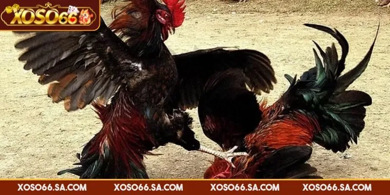 Chọn từ danh sách trận đấu bạn muốn theo dõi và cược