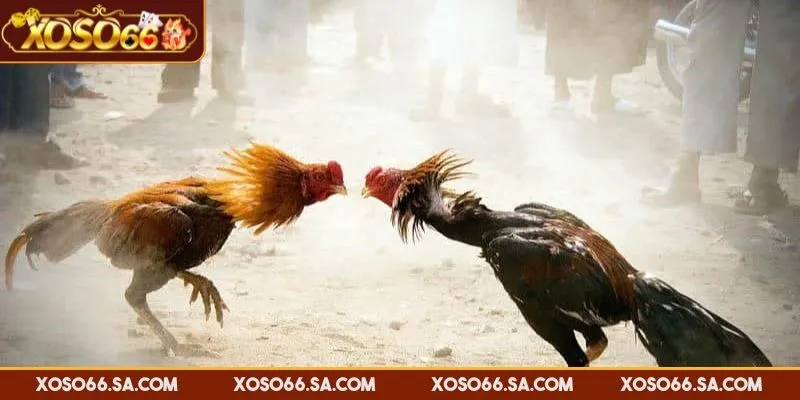 Đặt cược dựa trên quan sát và tìm hiểu chiến kê